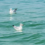 Slender Billed Gull swimming in lake of Orissa, India