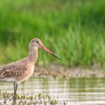 Black tailed Godwit in the lake of Orissa, India