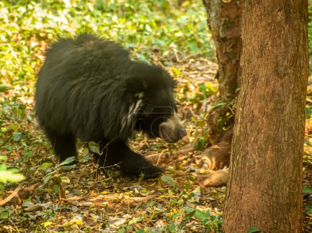 Sloth black bear in the forest of Orissa, India.
