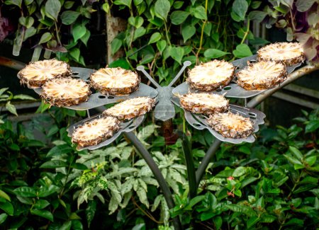 Ananas-Schmetterling Innenaufnahme des Schmetterlingsgartens am Changi International Airport