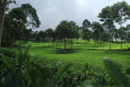Geräumige Teeplantagen werden durch eine bergige Atmosphäre ergänzt, die am 6. April 2019 in Tambi Tea Plantation Dieng, Wonosobo, Indonesien, die Luft erfrischt.