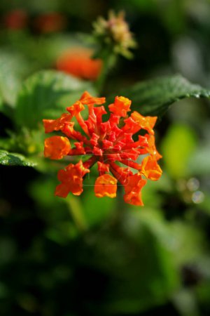Photo for Lantana Camara or Lantana urticoides can also be called the "Tembelekan" flower which is red orange with a blurry green leaf background in Semarang, Indonesia on May 17, 2021. - Royalty Free Image
