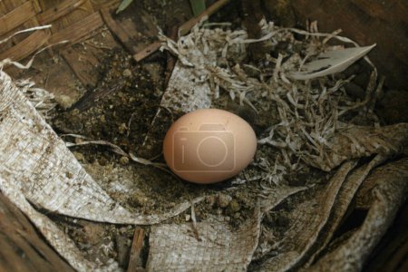 A cream-colored chicken egg is inside a chicken breeding site in Semarang, Indonesia on January 24, 2018.