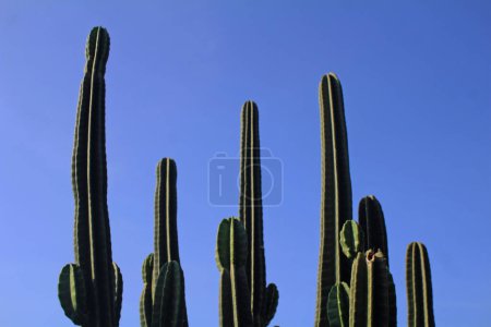 Several green cactus stems thrive rising over the blue sky of Semarang, Indonesia on May 17, 2021.