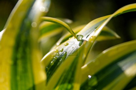 Dracaena leaves are covered in morning dew in a garden in Semarang, Indonesia on May 17, 2021.