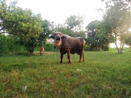 schöne und gesunde braune Büffel mit ihrem Kalb auf einem grasbewachsenen Feld, um ihr närrisches Bedürfnis zu befriedigen 