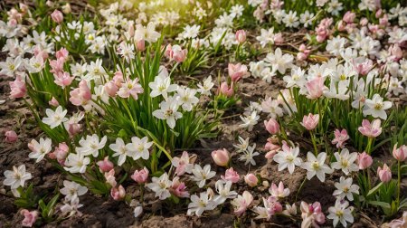 Natürlicher Hintergrund Frühlingsdekoration. Schöne Blumen von oben Hintergrundbild. Ai generative