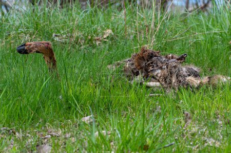 Photo for Deer Caucus in Overgrown Grass. Eaten by predator, discovered on hike High quality photo - Royalty Free Image