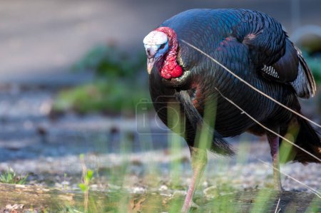 Wild Turkey Trotting About with long grass in the foreground . High quality photo