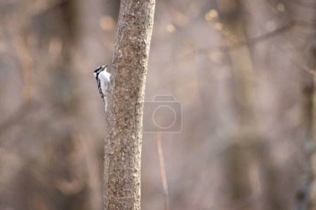 Pájaro carpintero salvaje en un árbol en una zona boscosa. Foto de alta calidad