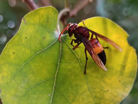 The danger red hornet wasp on green leaf image. 