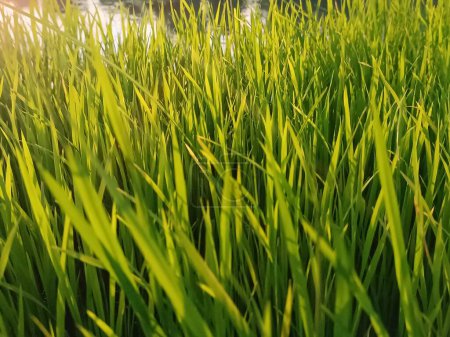 Strahlende Reisfelder, die in goldenes Sonnenlicht getaucht sind, eine heitere landwirtschaftliche Szene, die Wachstum und Überfluss symbolisiert. Perfekt für Natur- und Landwirtschaftskonzepte. 