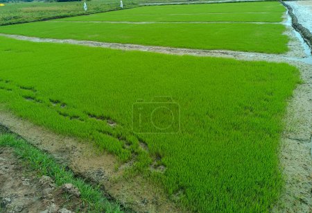 Lush green rice plants sway in harmony, portraying the beauty of agricultural abundance. 