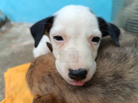 Adorable and funny young Labrador Retriever dog face potrait image. 