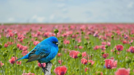 Indigo bunting amid pink blooms  a serene avian symphony in a picturesque landscape.