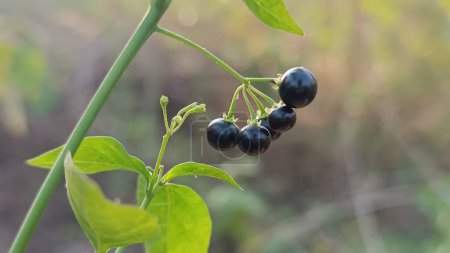 Next Blackberry nightshade (Solanum nigrum) fruits on plant image. 