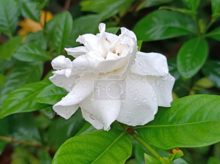 Leuchtender weißer arabischer Jasmin, geschmückt mit Tautropfen.