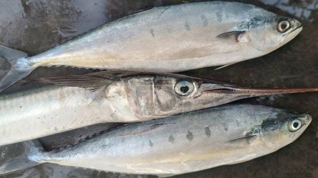 Mackerel and needlefish displayed at market. Fresh catch ready for sale. 