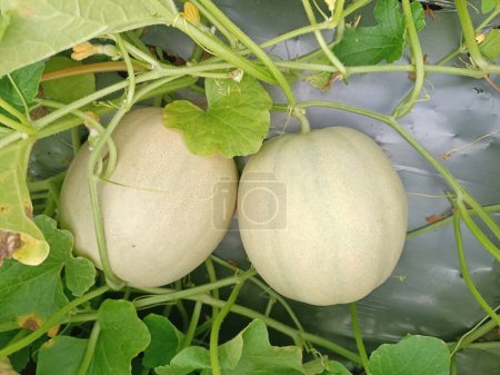 Close-up of muskmelon on plant, showcasing freshness and natural beauty. Ideal for agricultural themes.