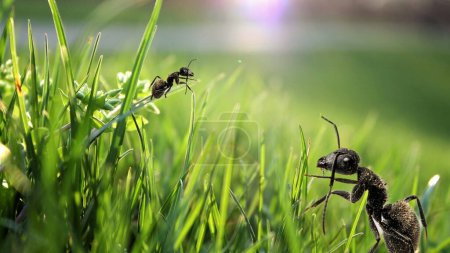 Macro shot of two black ants crawling on lush green grass blades.