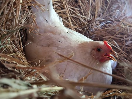 Weiße Henne legt auf einem Bauernhof ein Ei auf Stroh, eine ruhige ländliche Szene, die das natürliche Leben auf dem Bauernhof einfängt.