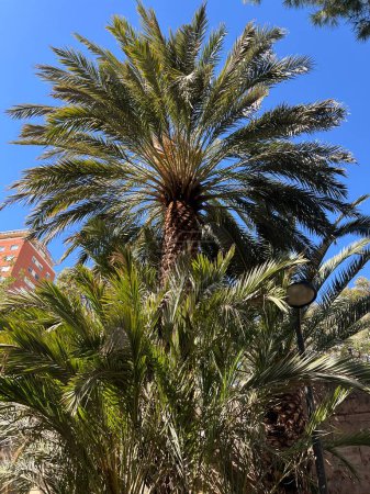 Esta imagen muestra una exuberante palmera de pie contra un cielo azul claro en un entorno urbano. Las vibrantes frondas verdes de la palmera contrastan maravillosamente con el cielo azul brillante, agregando un toque de