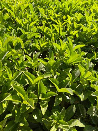 This image is a close-up view showcasing vibrant green shrub leaves illuminated by sunlight. The leaves appear lush and vivid, capturing the intricate details and natural beauty of the foliage. The