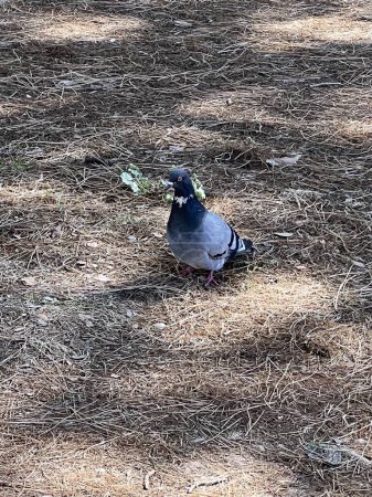 This image captures a curious pigeon standing on dry pine needles. The pigeons posture suggests curiosity as it explores its surroundings amidst the forest floor covered with fallen pine needles. The