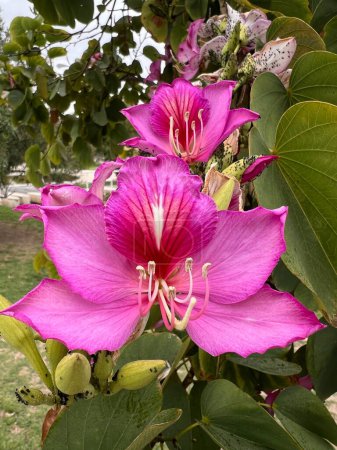 This image captures the striking beauty of pink bauhinia flowers, also known as orchid trees, in full bloom. The vivid pink petals, marked with a deep red center and white stamens, create a