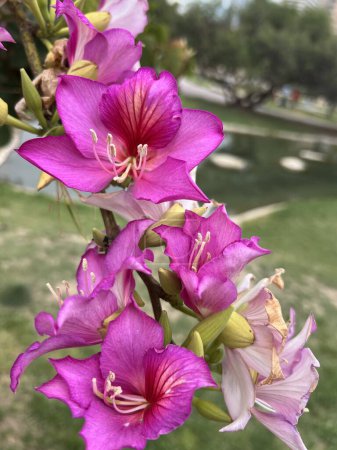This image beautifully captures the vibrant pink blooms of the bauhinia flower, also known as the orchid tree. Each petal exhibits a rich, fuchsia color with delicate veins and a striking contrast of