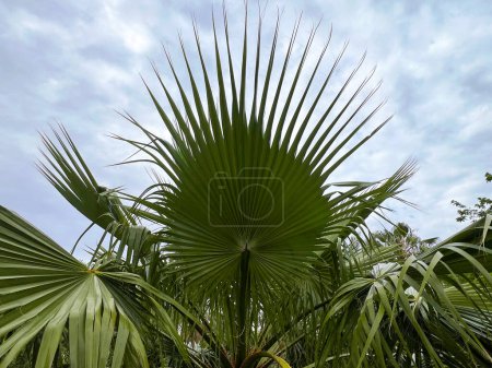 Esta imagen muestra un majestuoso abanico de palmeras, sus hojas irradiando elegantemente sobre un telón de fondo de un cielo nublado. La simetría llamativa y los detalles finos de las hojas de palma enfatizan su belleza natural y