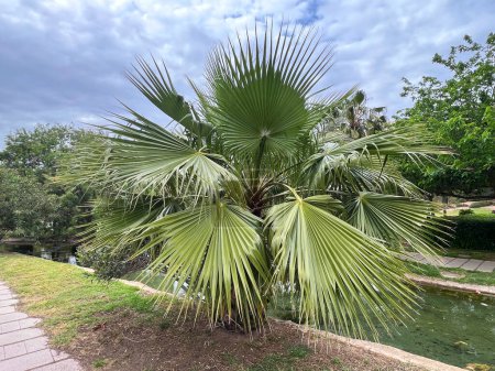 This image beautifully captures a lush palm tree standing by a tranquil waterway, framed by a cloudy sky and verdant surroundings. The palms large fan-shaped leaves spread elegantly, adding a