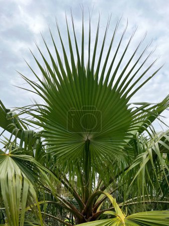 This captivating image features a stunning palm fan, its leaves fanning out in a dramatic display against a cloudy sky. The sharp details and vibrant green of the palm contrast beautifully with the