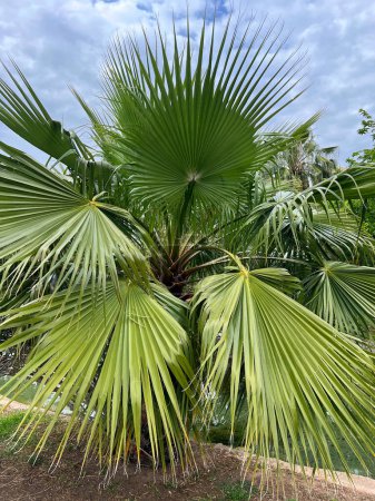 This image captures the striking beauty of vibrant palm fan leaves, showcasing their detailed textures and radiant green hues against a soft sky backdrop. The fan-like spread of the leaves illustrates