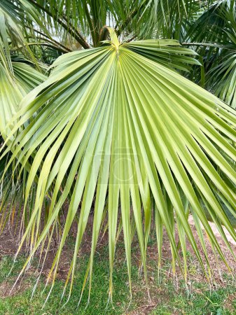 Esta imagen captura vívidamente una sola hoja de palma verde vibrante, bellamente extendida en forma de abanico. La textura detallada de la hoja y sus hilos finos y finales muestran la estructura única