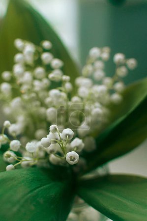 Photo for Snowdrop flowers on the table in a vase.High quality photo - Royalty Free Image