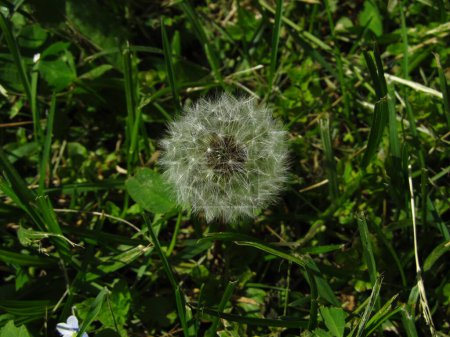 gray dandelion in the field