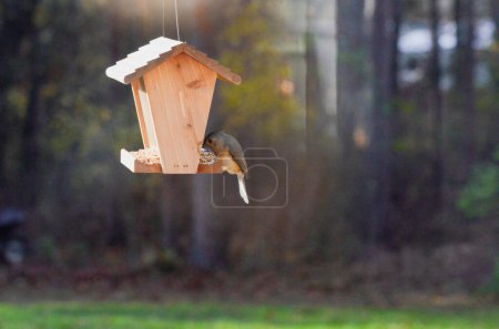 Small bird on bird feeder on a sunny day, forest background 