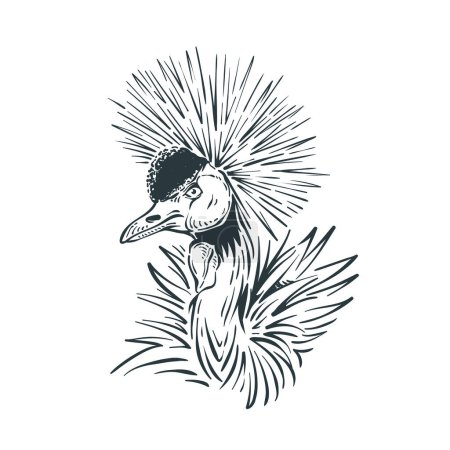 Beautiful Grey Crowned Crane Hand Drawn Portrait Head To Neck Wild Bird Illustration Vector Design