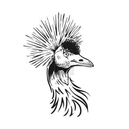 Detailed Drawing Of Grey Crowned Crane Head To Neck Illustration Bird Portrait Vector Design