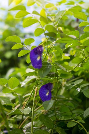 Clitoria ternatea known in Indonesia as "Bunga Telang", is also called a butterfly flower, that grows among the leaves