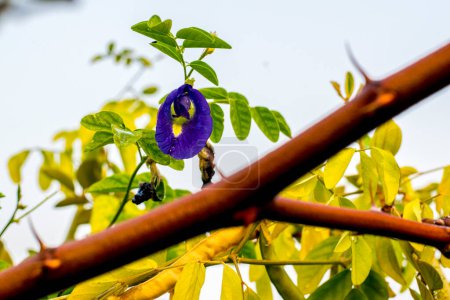 Clitoria ternatea known in Indonesia as "Bunga Telang", is also called a butterfly flower, that grows among the leaves