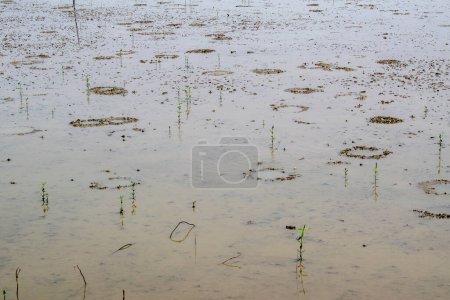 The rice fields are muddy and watery to help planting rice again later