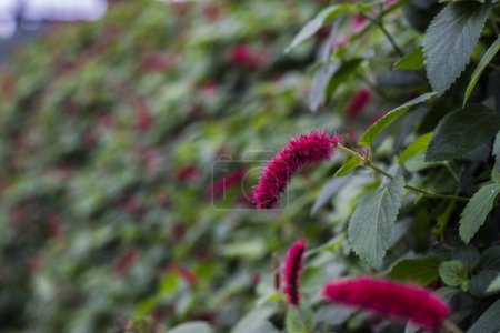 The blooming of Acalypha Reptans in your garden