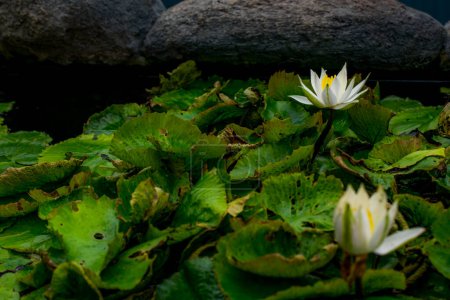 The beauty of aquatic flowers, water lilies with contrasting colours around