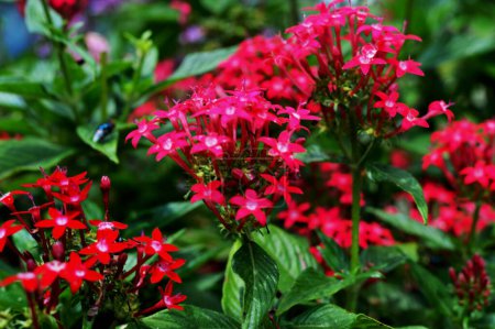 Pentas lanceolata (Egyptian starcluster, star flower, Star cluster, Egyptian star). Small flowers that have a beautiful star-like pattern with a bright red color
