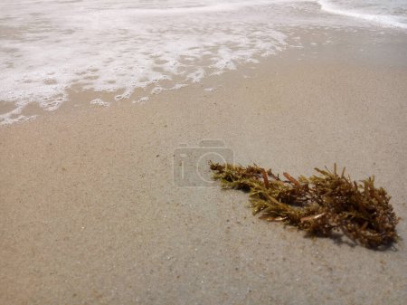 A small waves at the white coastline with wet seaweed on the beach sand