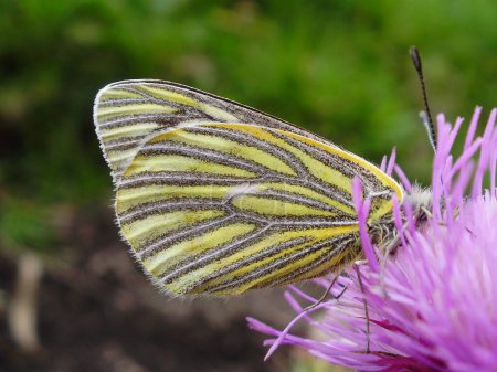 Téléchargez les photos : Mariposa sobre una flor morada de cardo - en image libre de droit