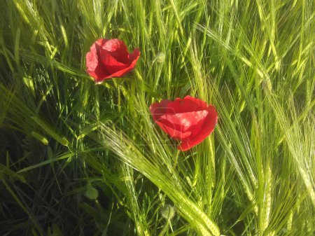 red poppy flower in wheat field
