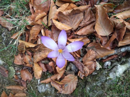 beautiful purple petals of autumn flowers in the garden
